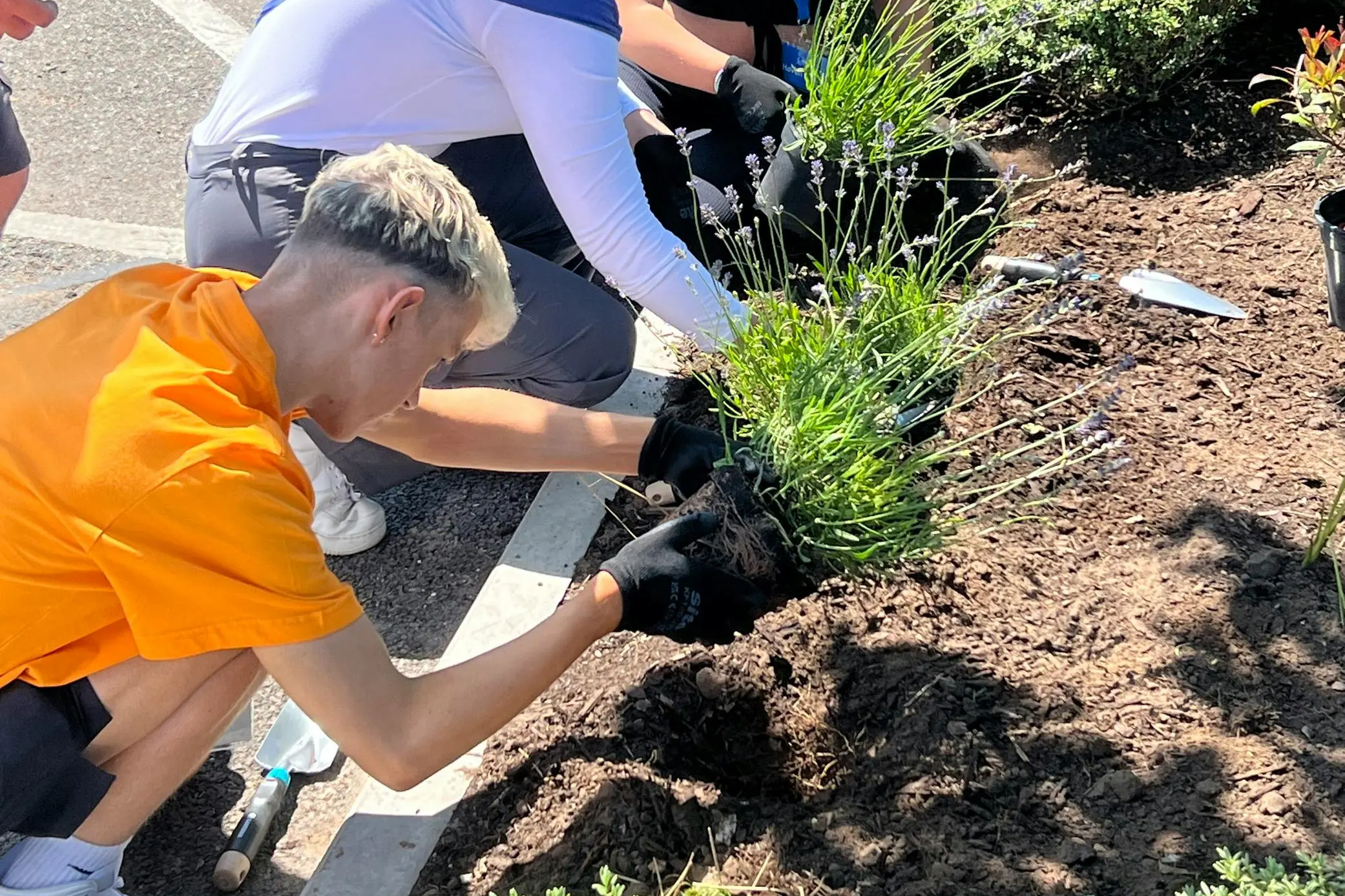People planting lavender bushes in a garden bed together outdoors.