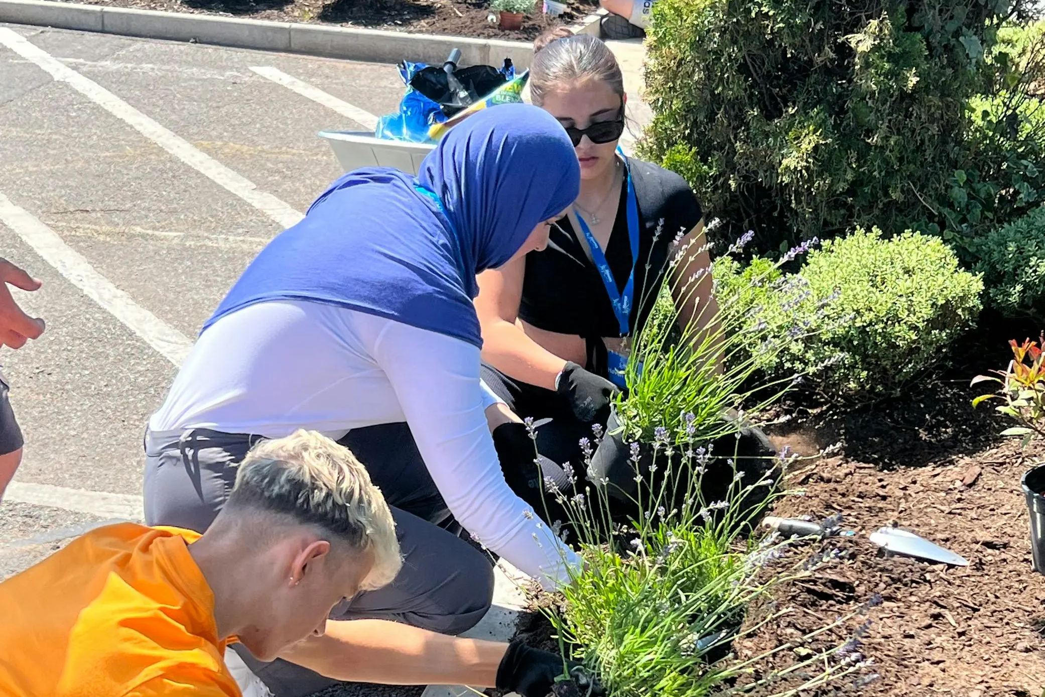 People planting lavender bushes in a garden bed together outdoors.